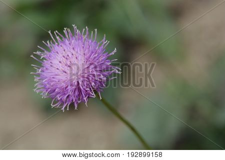 Serratula Lycopifolia Close Up