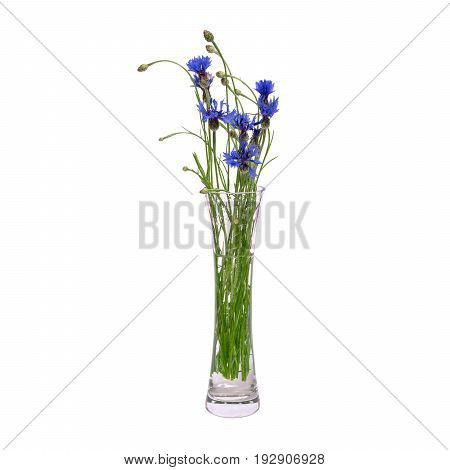 A bouquet of blue spring flowers in a glass transparent vase is isolated on a white background