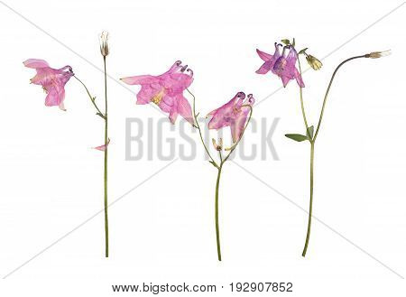 Dried and pressed flowers of a pink Aquilegia vulgaris Columbine flower isolated on a white.
