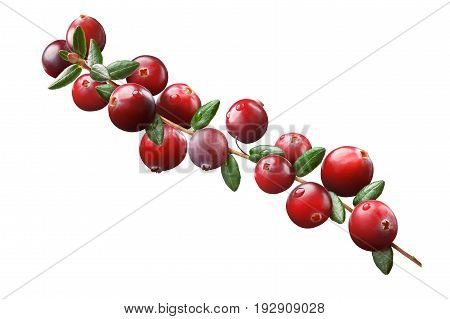 Cranberry Branch Composition, Clipping Paths