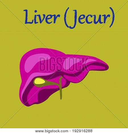 human organ icon in flat style liver