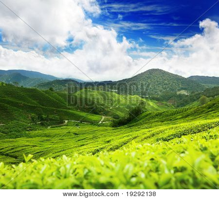 Plantacja herbaty Cameron highlands, Malezja