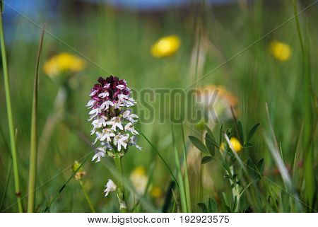 Summer flower - burnt orchid - among green grass straws and yellow blurred flowers