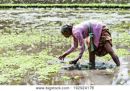 Ubud Indonesia - July 28 2013. An unidentified Balinese rice very old farmer poses during a morning's work near Ubud