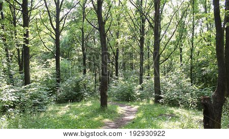 Dark forest background. Karelia forest trees 4k