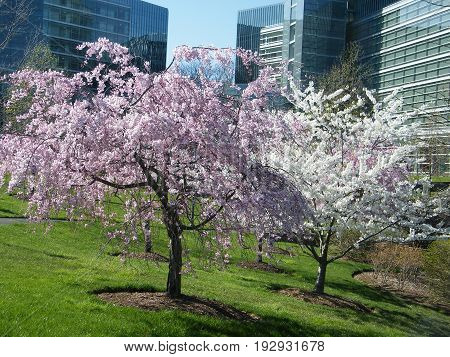 Pink and White Cherry Blossoms in Tysons Corner near Washington DC USA