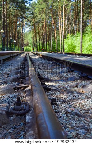 Railway rails leaving in the distance against the backdrop of a beautiful pine forest