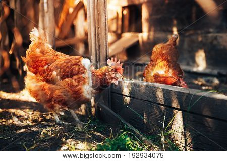 A flock of chickens is moving around the pens. Concept farming.