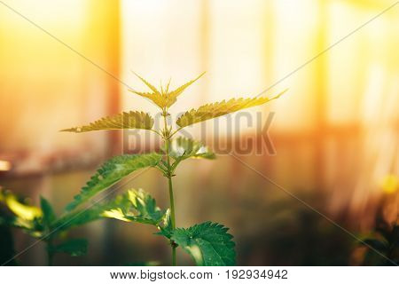 Nettle green in the sun concept traditional recipes from the eco-farm.