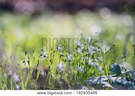 Snowdrop flowers in forest meadow at sunrise