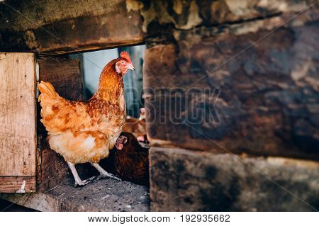 A flock of chickens is moving around the pens. Concept farming.