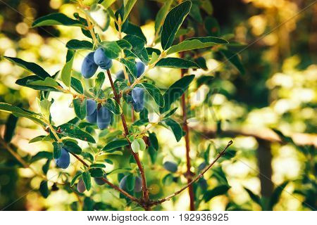 Berry honeysuckle blue ripe on a branch in bright sunlight. The concept is useful bio vitamins on the eco-farm grown in the village.