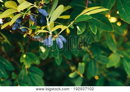 Berry honeysuckle blue ripe on a branch in bright sunlight. The concept is useful bio vitamins on the eco-farm grown in the village.