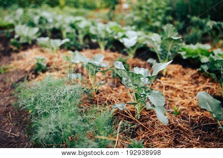 Fresh green cabbage kachan and a cob are growing in the vegetable garden of the farm. The concept of eco and bio healthy foods with vitamins for salting and marinating.