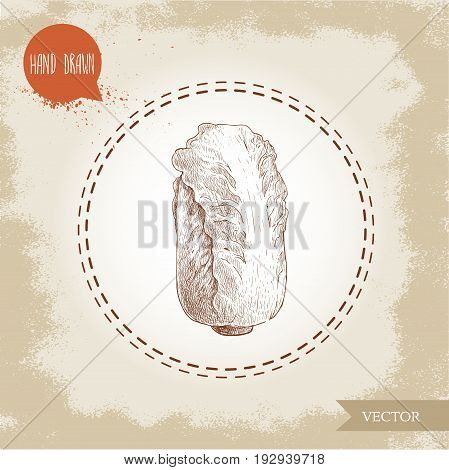 Hand drawn sketch chinese cabbage. Pe-tsai exotic vegetable. Eco food vector illustration.