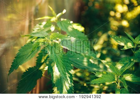 Nettle green in the sun, concept traditional recipes from the eco-farm.