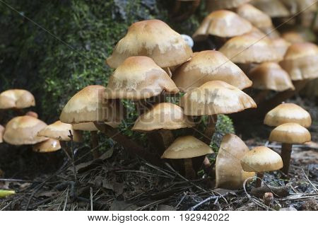 Sheathed woodtuft on an old stump close up