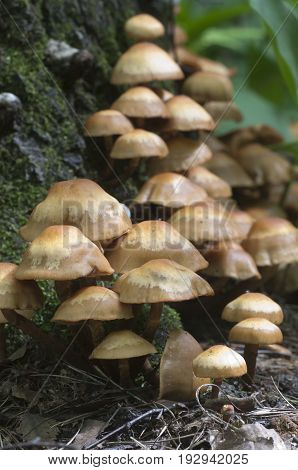 Sheathed woodtuft on an old stump close up