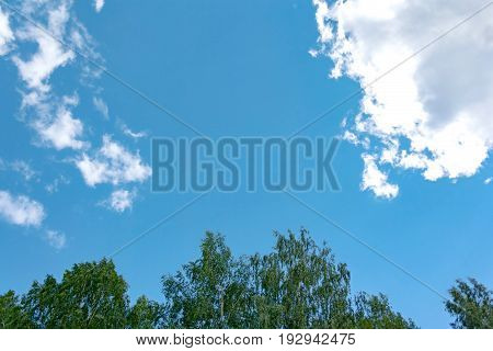 Green Leaves Against Blue Sky