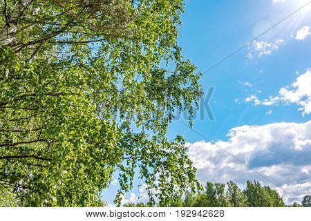 Green Leaves Against Blue Sky
