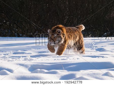 Running and hunting Siberian tiger in wild winter nature - Panthera tigris altaica