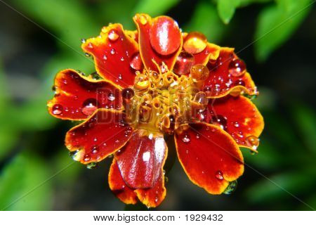 Gros plan fleur rouge