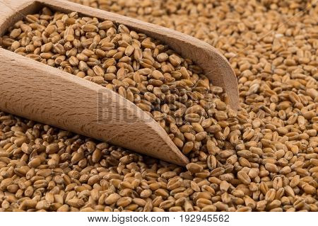 Wheat Grain On White