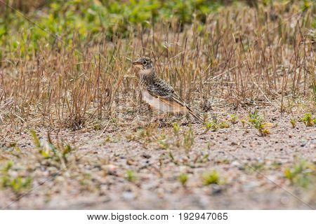 A Sprague's Pipit Foraging for Food in the Colorado Prairie