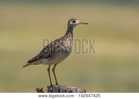 An Upland Sandpiper Perched Atop a Wooden Fence Post