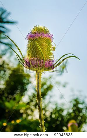 A dried flower Dipsacus Sativus in nature