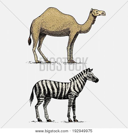 camel and zebra hand drawn, engraved wild animals in vintage or retro style, african zoology set.