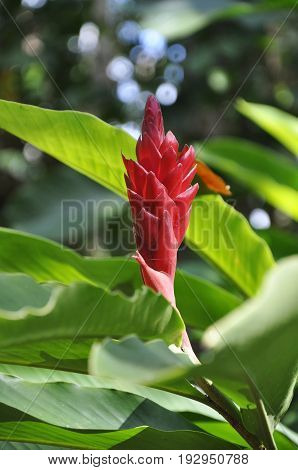 Red Ginger Flower spotted in Cuba on sunny day
