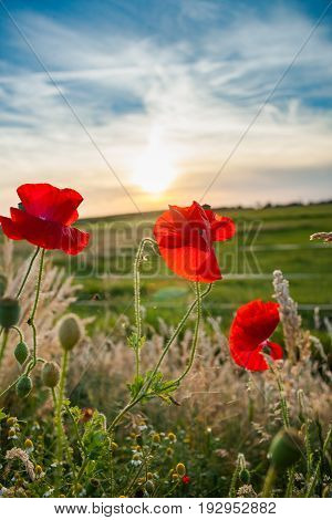 Red poppies at the end of spring along the road. Field flowers between high grass during sunset in the Dutch landscape