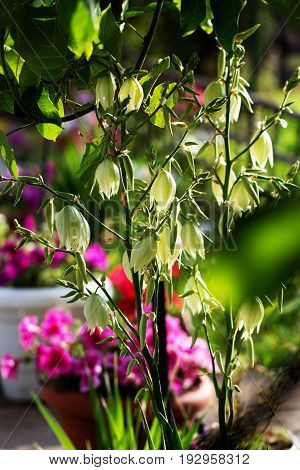 Small Part of Home Garden.Decorative yucca plant. flowers of yucca. Blooming Yucca bush. Yucca bushes in bloom. Gardening Theme.