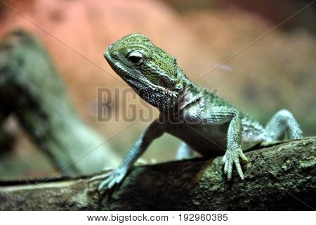 Green forest lizard sitting on a tree. Wild lizard green.