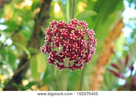 Red hoya flower in rain forest, Thailand