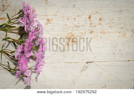 Phlox Subulata On A Wooden Background With Copy Space