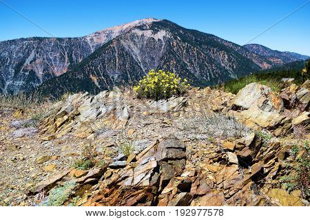Wildflowers on a mountain ridge overlooking Mt Badden Powell taken in the San Gabriel Mountains, CA
