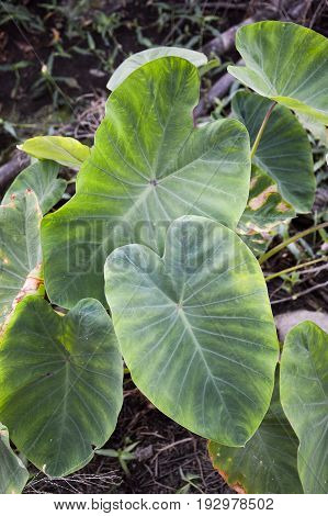 fresh colocasia esculenta leaves in nature garden