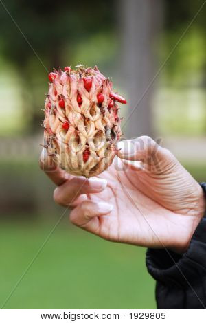 Usædvanlige Blossom med hånd og ærme