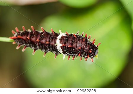 Image of a caterpillar bug on nature background. Insect Animal