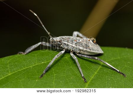 Image of Hemiptera bug on green leaves. Insect Animal
