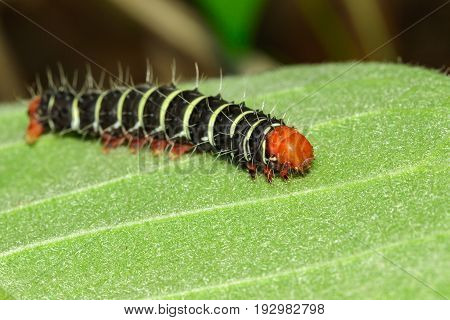Image of a caterpillar bug on green leaves. Insect Animal