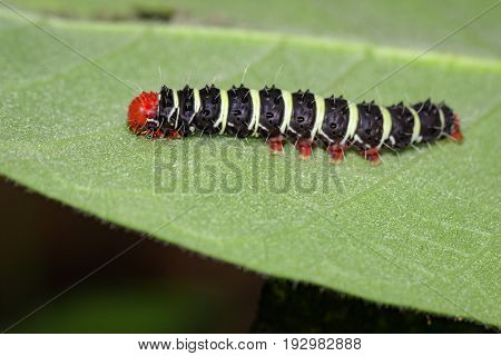 Image of a caterpillar bug on green leaves. Insect Animal