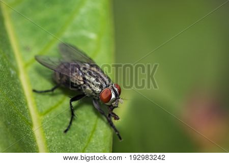 Image of a flies (Diptera) on green leaves. Insect Animal