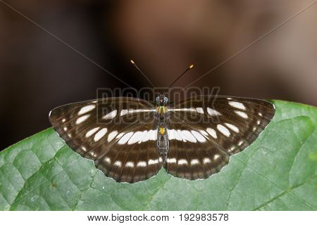 Image of common plain sailor butterfly on green leaves. Insect Animal. (Neptis hylas Linnaeus 1758)