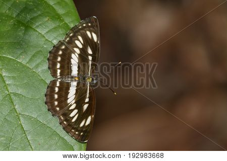 Image of common plain sailor butterfly on green leaves. Insect Animal. (Neptis hylas Linnaeus 1758)