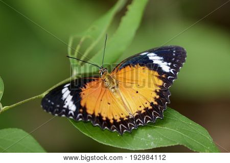 Image of a Plain Tiger Butterfly on green leaves. Insect Animal. (Danaus chrysippus chrysippus Linnaeus 1758)