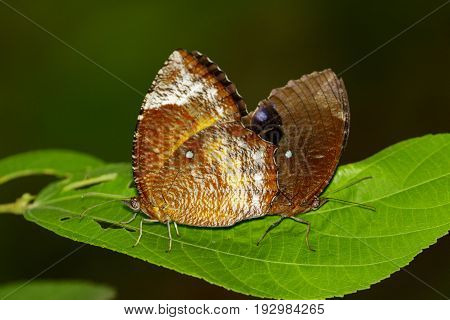 Image of The Common Palmfly Butterfly on green leaves. Insect Animal. (Elymnias hypermnestra Linnaeus 1763)