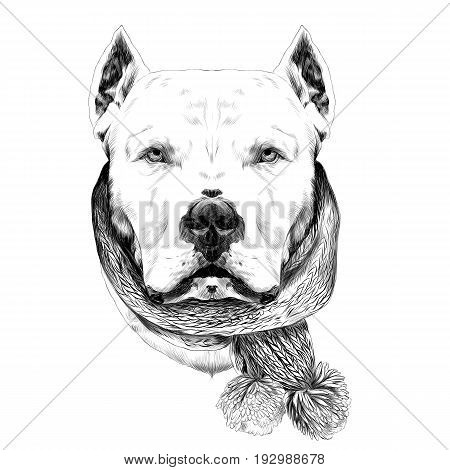 dog breed Dogo head scarf looks right sketch vector graphics black and white drawing